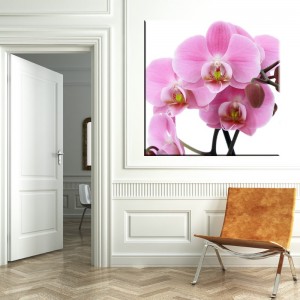 obraz-z-orchideagss